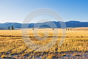 Kurai steppe in the Altai Mountains