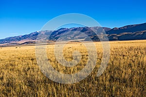 Kurai steppe in the Altai Mountains