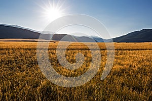 Kurai steppe in the Altai Mountains