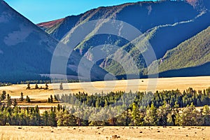 Kurai steppe in the Altai Mountains