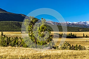 Kurai steppe in the Altai Mountains