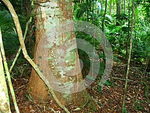 Kuranda Rainforest - Queensland, Australia photo