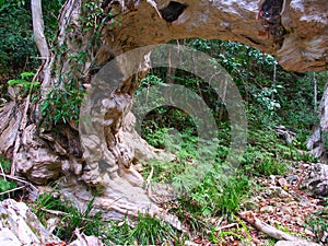 Kuranda Rainforest - Queensland, Australia photo