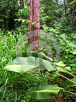 Kuranda Rainforest Queensland Australia