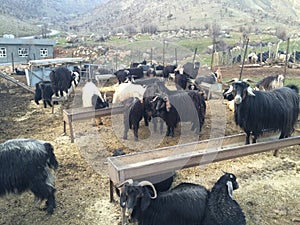 Kurdish goats