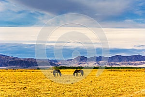 Kurdish Ning scenery in Xinjiang, China