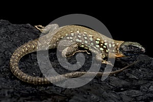Kurdistan Occelated Lizard (Timon kurdistanicus) photo