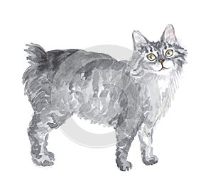 The Kuril bobtail