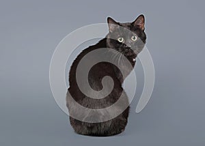 Kuril bobtail cat on a gray background