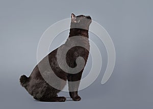 Kuril bobtail cat on a gray background