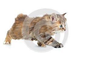 Kuril bobtail cat or kitten stealing