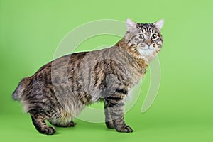 Kuril Bobtail Cat