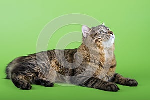 Kuril Bobtail Cat