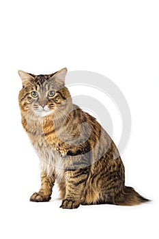 Kuril Bobtail Cat