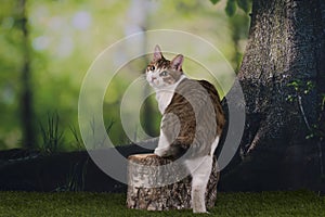 Kuril Bobtail hunts in the forest
