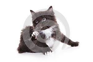 Kuril Bobtail kitten