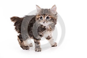 Kuril Bobtail kitten