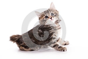 Kuril Bobtail kitten