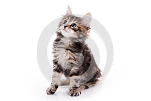 Kuril Bobtail kitten