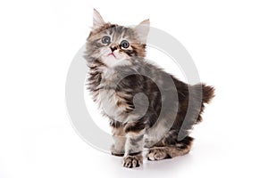 Kuril Bobtail kitten
