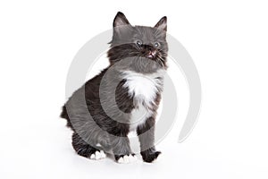 Kuril Bobtail kitten