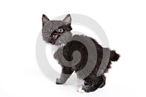 Kuril Bobtail kitten
