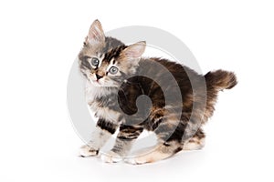 Kuril Bobtail kitten photo