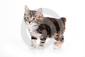 Kuril Bobtail kitten