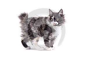 Kuril bobtail kitty on a white background isolated. Multi-colored little kitten of breed Bobtel