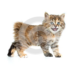 Kuril bobtail tortoiseshell coat coloring kitten isolated