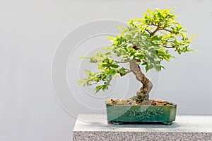 Kurile cherry tree bonsai photo