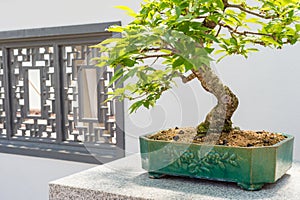 Kurile cherry tree bonsai photo