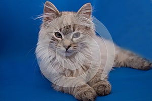 Kurilian bobtail photo