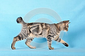 Kurilian Bobtail