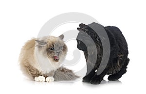 Kurilian Bobtail and birman cat