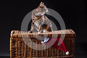 Kurilian bobtail cat on christmas chest