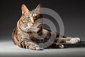 Kurilian bobtail cat laying on grey closeup