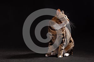 Kurilian bobtail cat sittig on black background