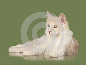 Kurilian Bobtail kitten