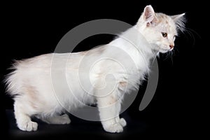 Kurilian Bobtail kitten