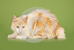 Kurilian Bobtail kitten