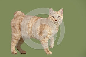 Kurilian Bobtail kitten photo