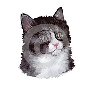 Kurilian bobtail kitten isolated on white. Kuril Islands Bobtail, Kuril or Curilsk Bobtail. Digital art illustration of hand drawn