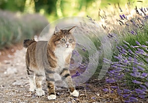 Kurilian Bobtail in nature