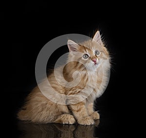 Kurilian Bobtail in studio