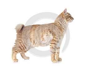 Kurilian Bobtail in studio