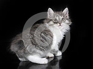 Kurilian Bobtail in studio photo