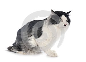 Kurilian Bobtail in studio