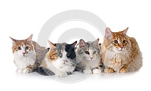 Kurilian Bobtails in studio