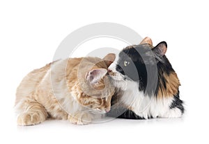 Kurilian Bobtails in studio